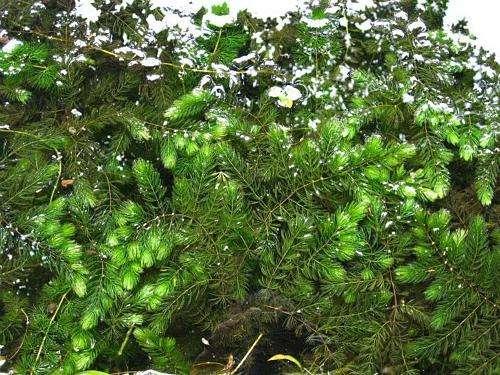 金鱼藻真的是草本植物吗？