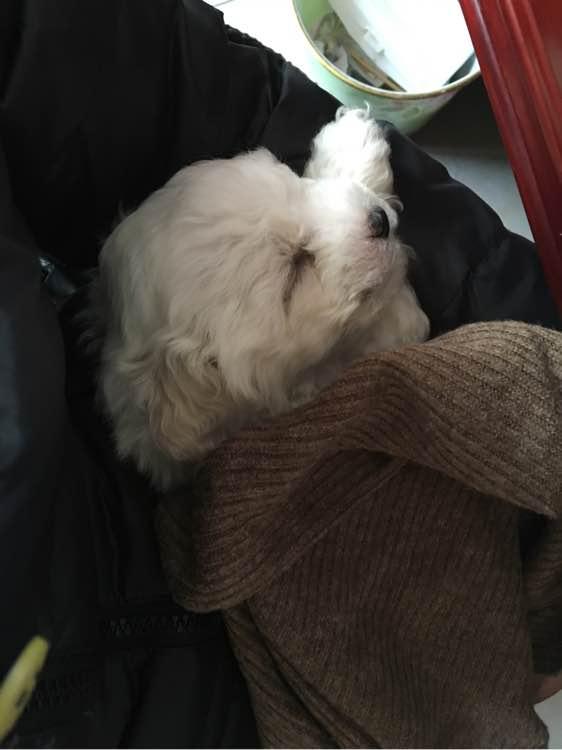 这种腿短身子长的狗到底适合新手养吗？