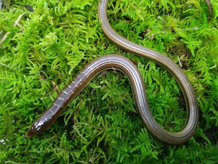 脆蛇蜥真的没有腿吗？揭秘这种神秘生物的生存之道