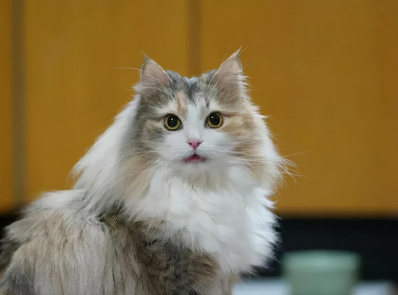 猎豹奇兵改装全攻略，硬派越野如何脱胎换骨，三大核心改装方案解析