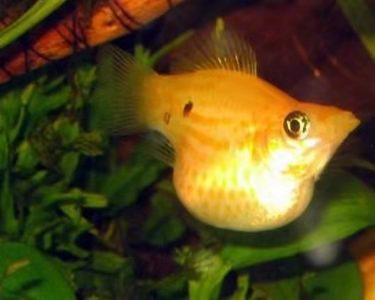 怎么辨别海水鱼的雌鱼和雄鱼？不同鱼科各有不同方法