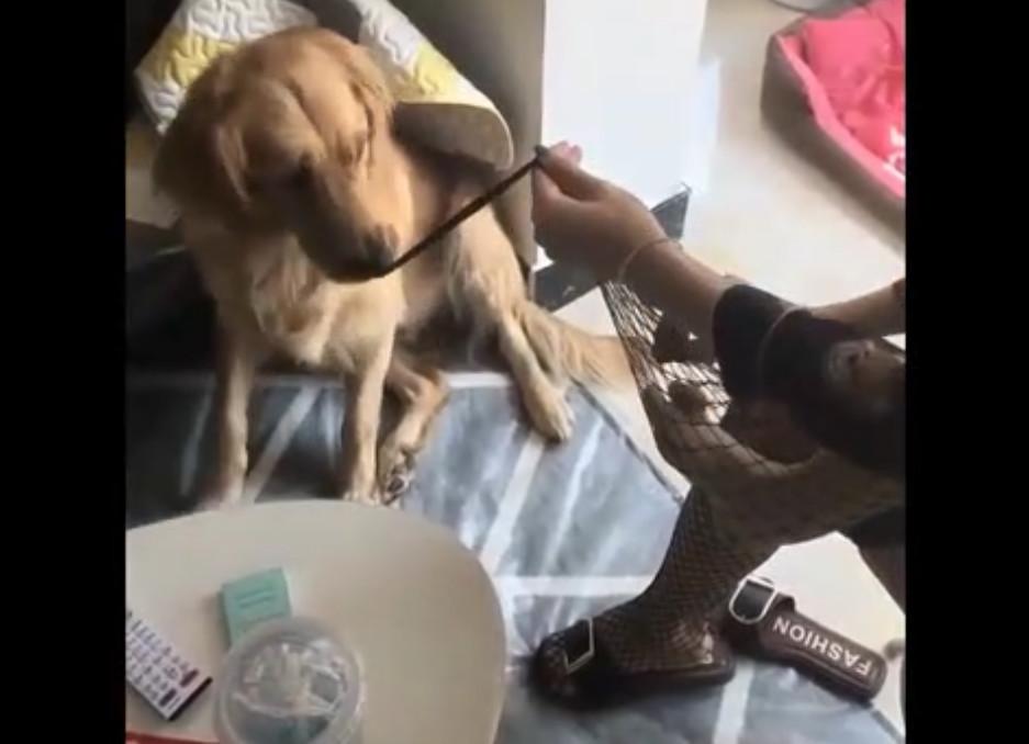 金毛狗怎么训练才能不拆家？