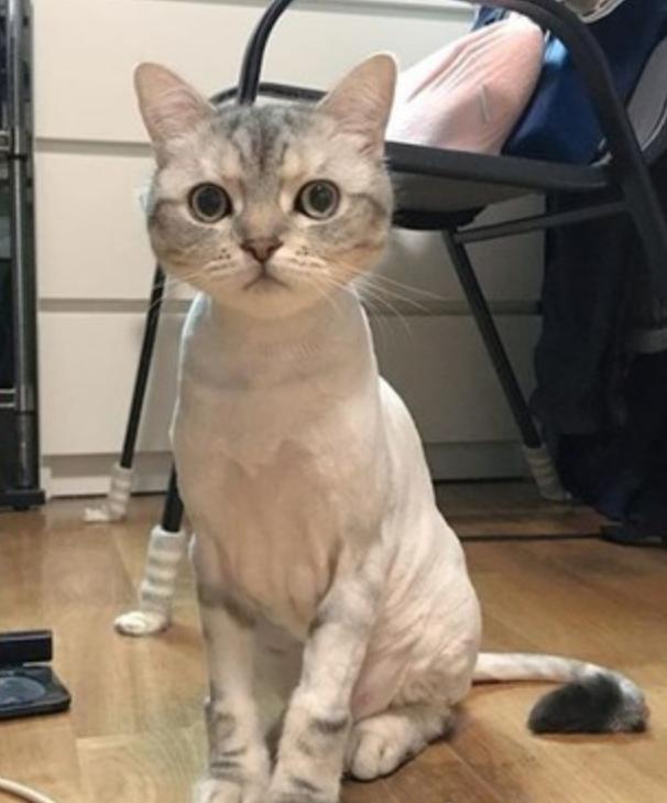 为什么别人抓猫一抓一个准，你却连猫毛都摸不到？