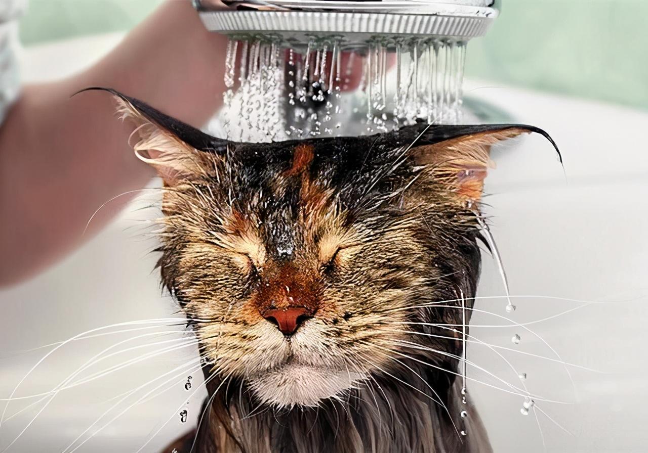 2024淘宝年货节终极剁手指南：三分钟教会你薅秃天猫