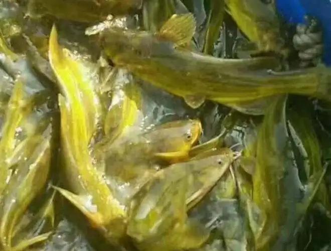 原生鱼类之黄颡鱼：你了解这种鱼吗？