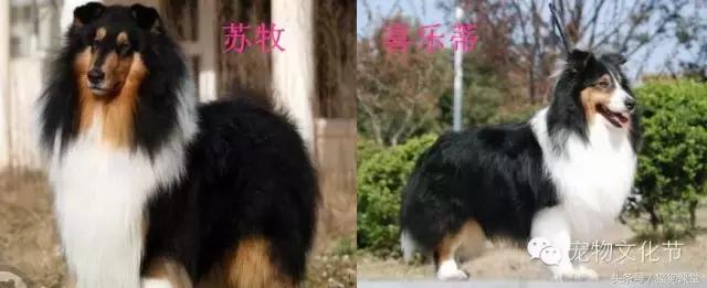 小喜是什么狗？原来小喜就是喜乐蒂牧羊犬