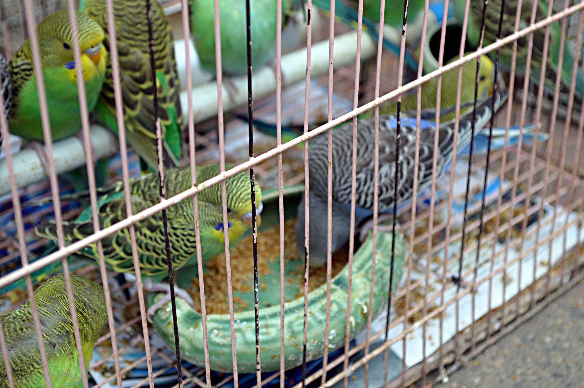 为什么别人的鹦鹉会说话，你的却只会啃笼子？