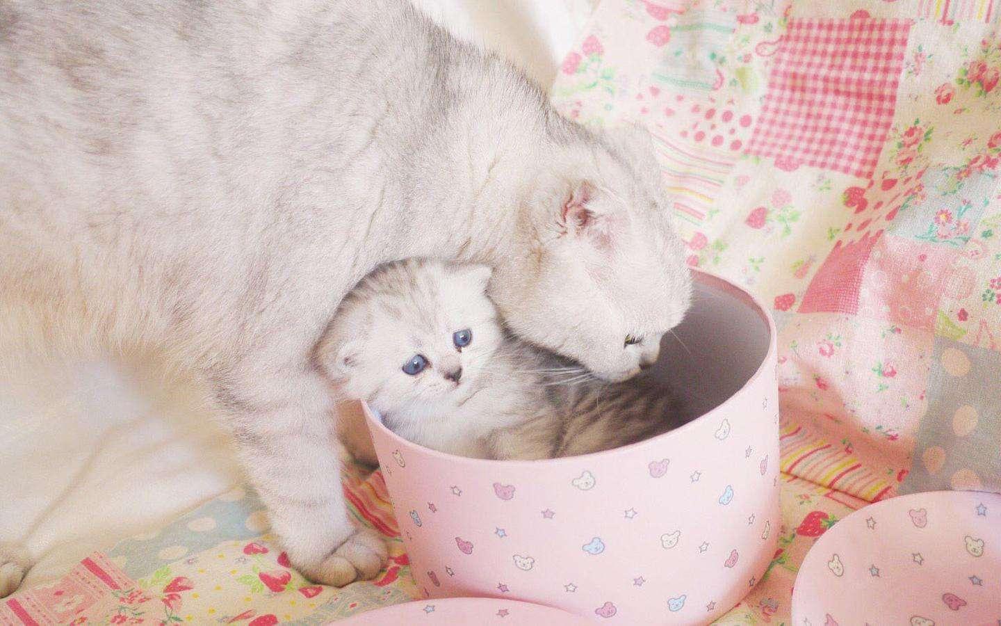 淘宝客双11嘉年华活动跨店结算全攻略，轻松玩转购物狂欢节