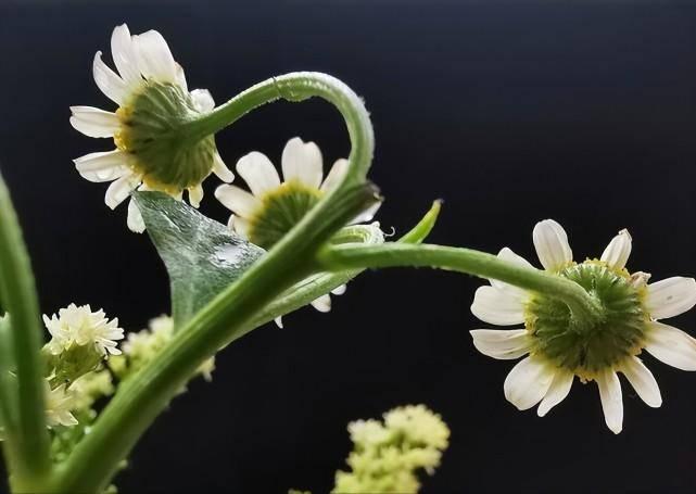 洋甘菊茶为啥一泡就发苦？