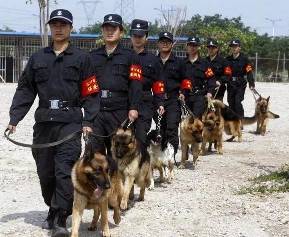 德国牧羊犬为什么总把家里搞成战场? 德国牧羊犬为什么总把家里搞成战场?