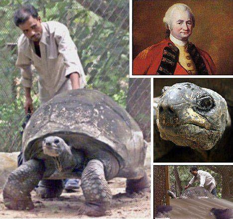 印度星龟到底能不能在家养？