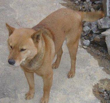 小猎兔犬真的适合新手养吗？