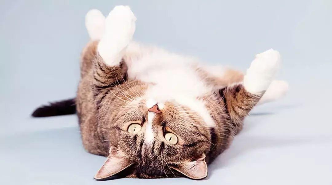 为什么新手玩冠静总是开局就卡关？