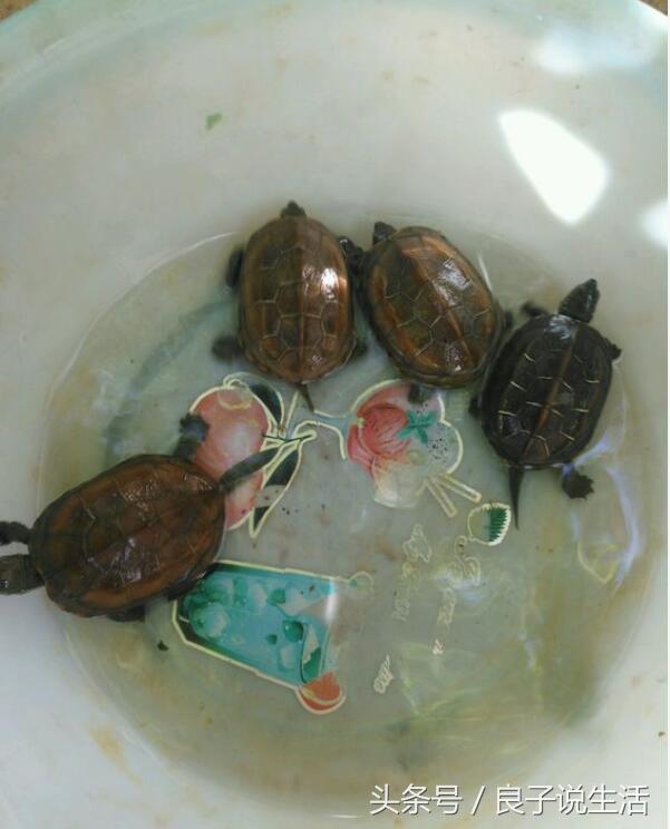 重口味饲主宠物偏好独特：不养猫狗，偏爱蜥蜴蜘蛛