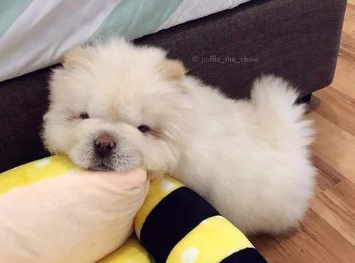 松狮犬真的适合新手养吗？