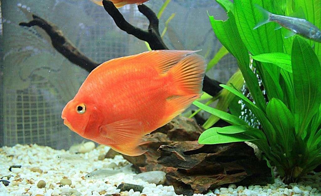 血红鹦鹉怎么养才能红得发紫？