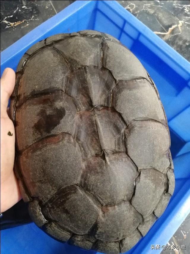 黄喉拟水龟繁殖技巧与注意事项：如何成功培育健康后代