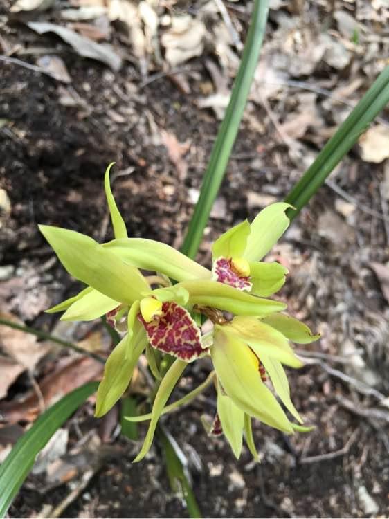 12月25日到底是个啥日子？