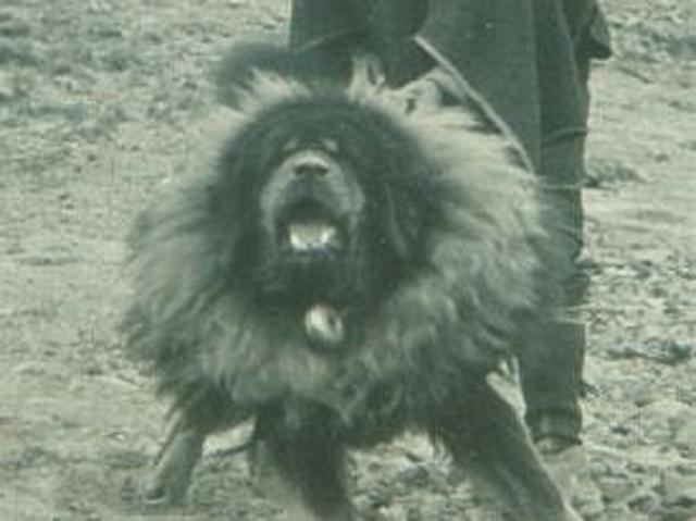 藏獒真的能当宠物养吗？