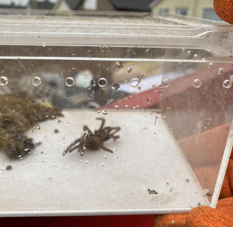 被狼蛛咬一口会当场去世吗？