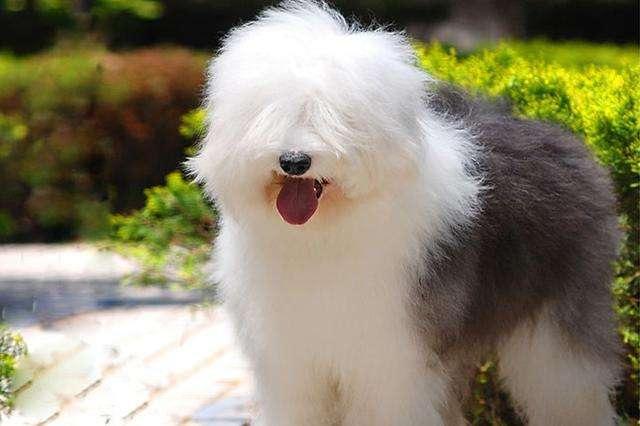 英国斗牛犬为啥有人卖3000有人卖3万？