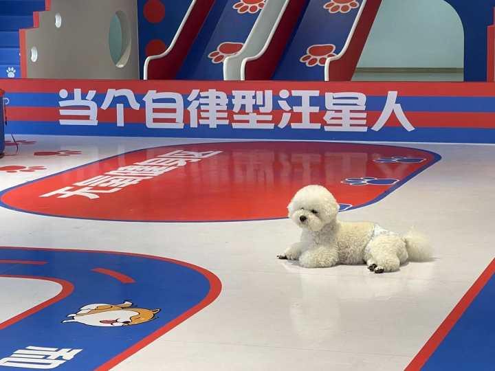 金毛犬训练三个月还没效果是哪里出问题了？