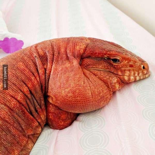 重口味饲主宠物偏好独特：不养猫狗，偏爱蜥蜴蜘蛛