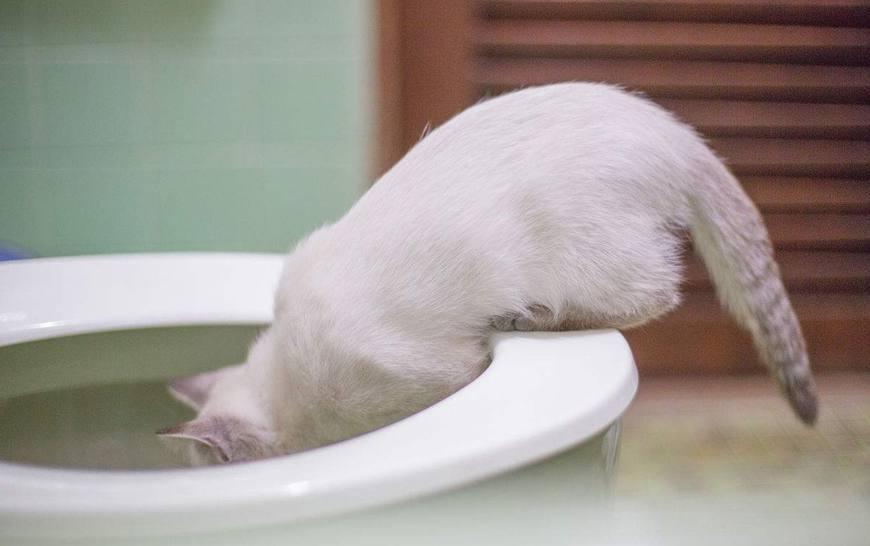 新手养猫必须买家家猫饮水机吗？