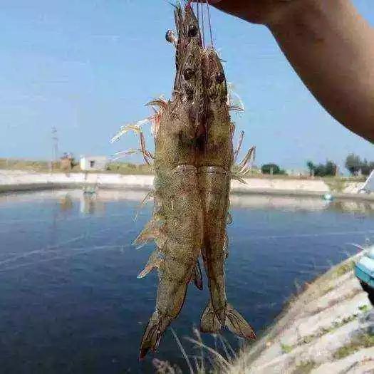 2024年阴历4月老黄历中动土的最好日子