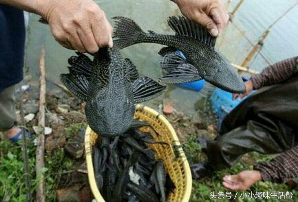 清道夫鱼真的只吃垃圾吗？