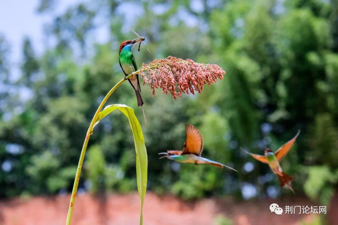 探索鸟类鸣叫的独特特点与作用:从沟通到求偶的全方位解析 探索鸟类鸣叫的独特特点与作用:从沟通到求偶的全方位解析