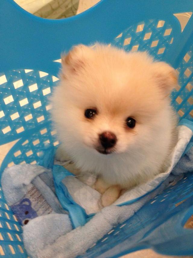 博美犬真的像棉花糖一样温顺吗？