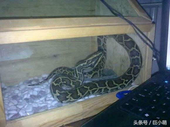 波奇：全面关爱宠物生活，宠物们的贴心伙伴