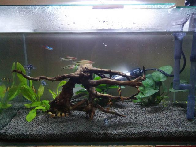 红绿灯鱼繁殖真的会全军覆没吗？