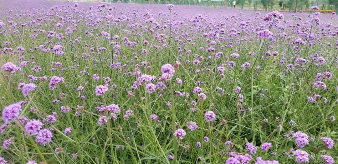 梦见自己开车预示着什么？新手必看的解梦指南