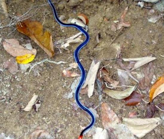 被中国毒蛇咬一口真的会没命吗? 被中国毒蛇咬一口真的会没命吗?