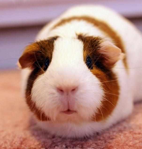 天竺鼠到底该喂啥才健康？