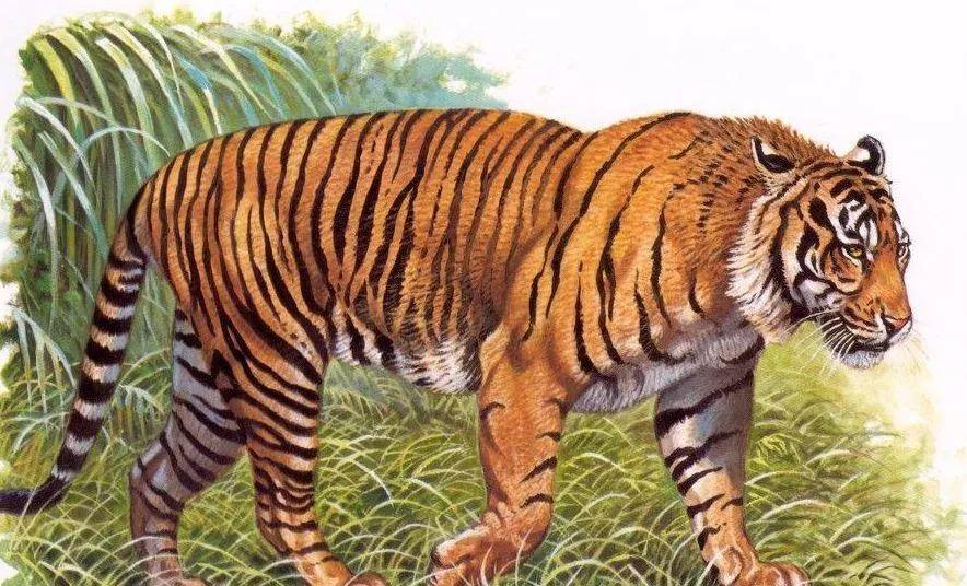 虎年宝宝哪个月出生最旺家运？