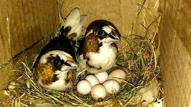 虎皮鹦鹉下蛋不会孵？手残党也能搞定的孵化箱攻略来啦！