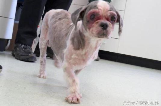 养拉萨犬真的适合新手吗？