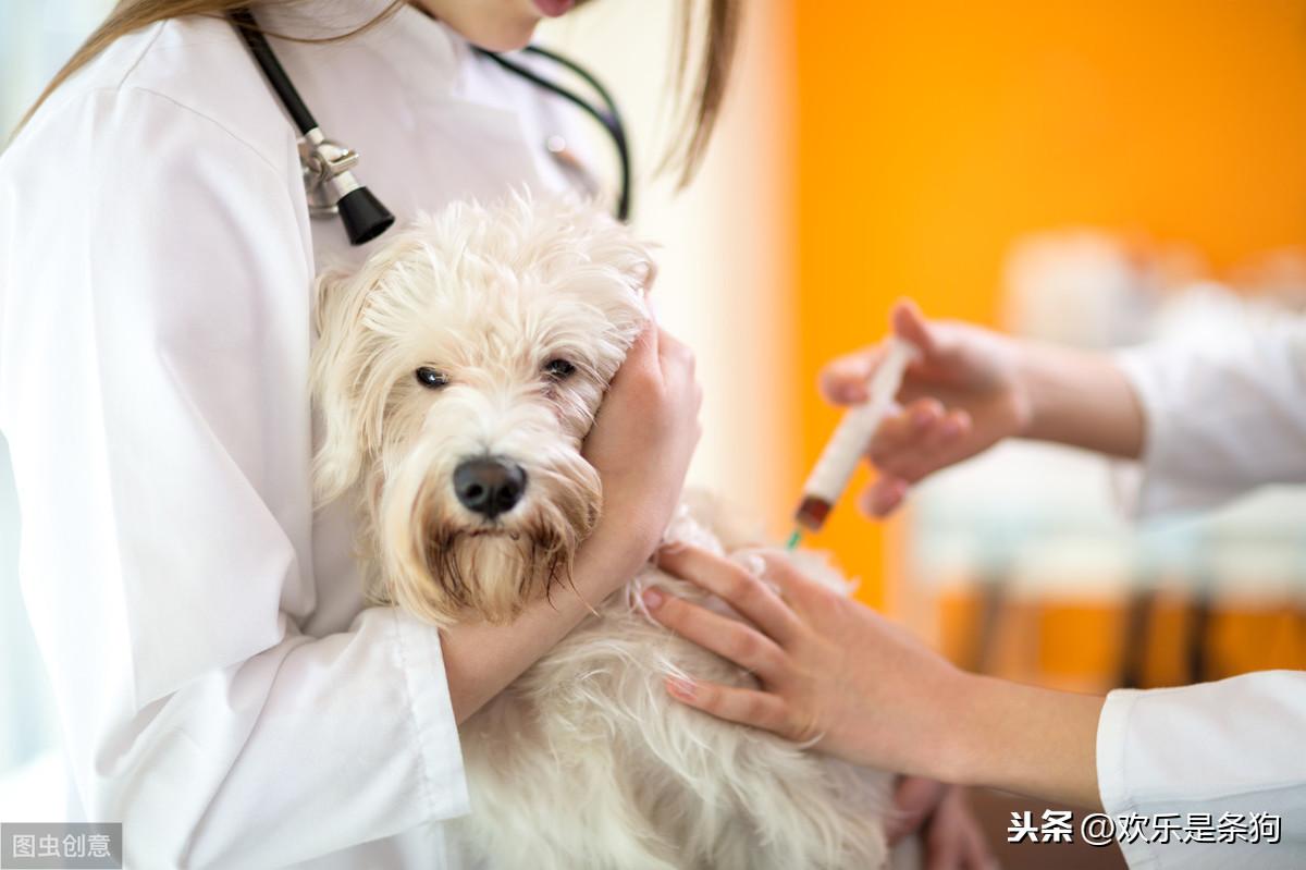 犬瘟热的症状、预防与治疗全解析：保护你的宠物健康