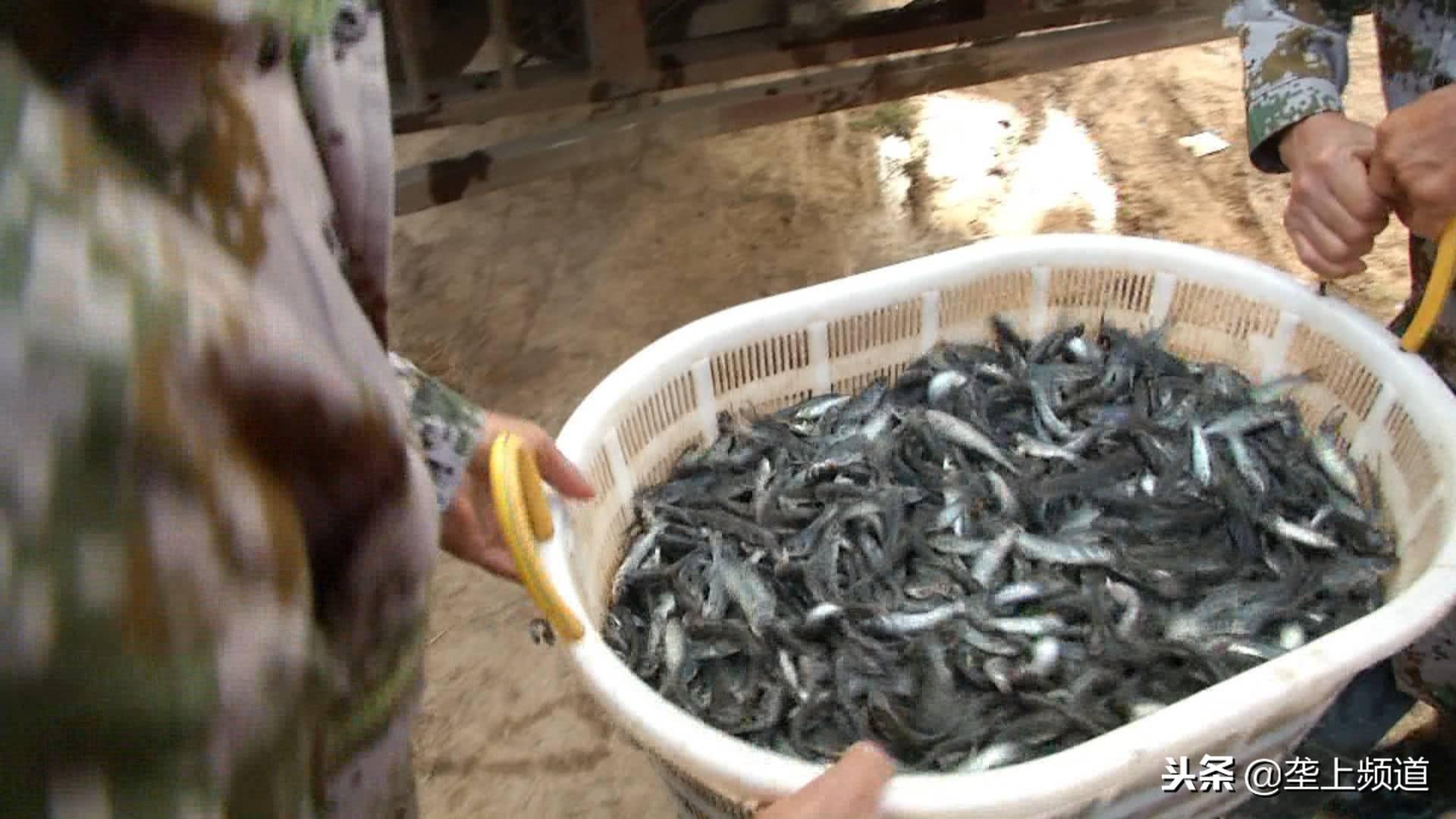 原生鱼类白鲟:珍稀物种的独特魅力与现状 原生鱼类白鲟:珍稀物种的独特魅力与现状