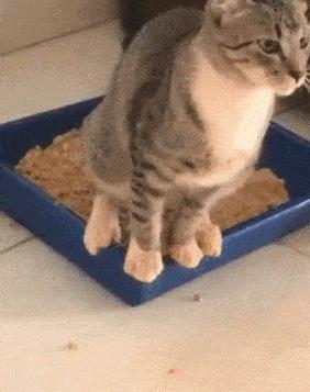 狗狗咳得停不下来?可能是这个要命的病! 狗狗咳得停不下来?可能是这个要命的病!