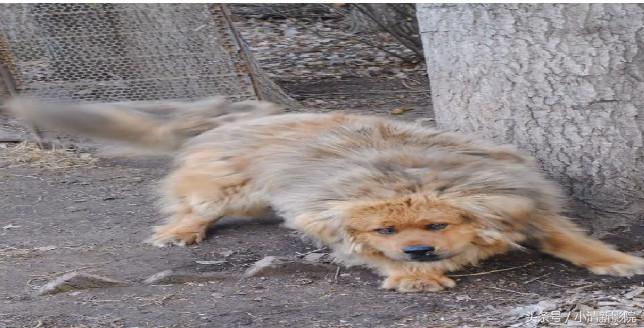 藏獒和狼打架谁会赢? 藏獒和狼打架谁会赢?