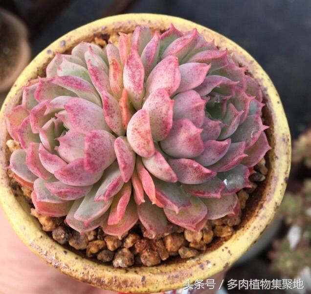 麦饭石在水族中的作用与选购指南：提升水质与鱼类健康