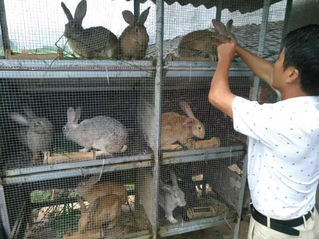 兔子最爱吃啥？这些食物让它们疯狂打call！