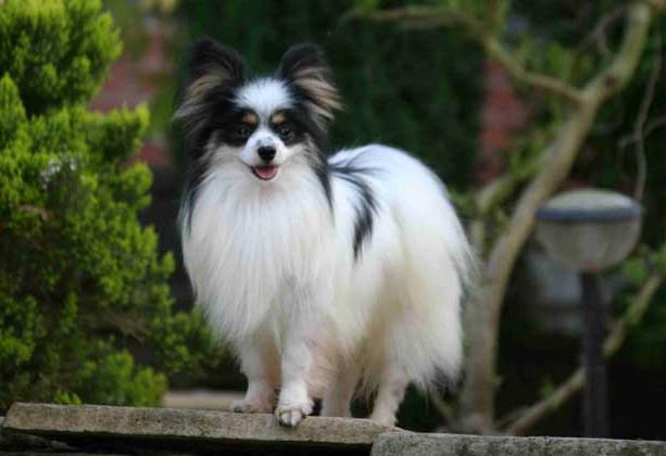 蝴蝶犬真的适合新手养吗？