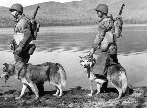 狼狗训练真的需要每天花5小时吗？