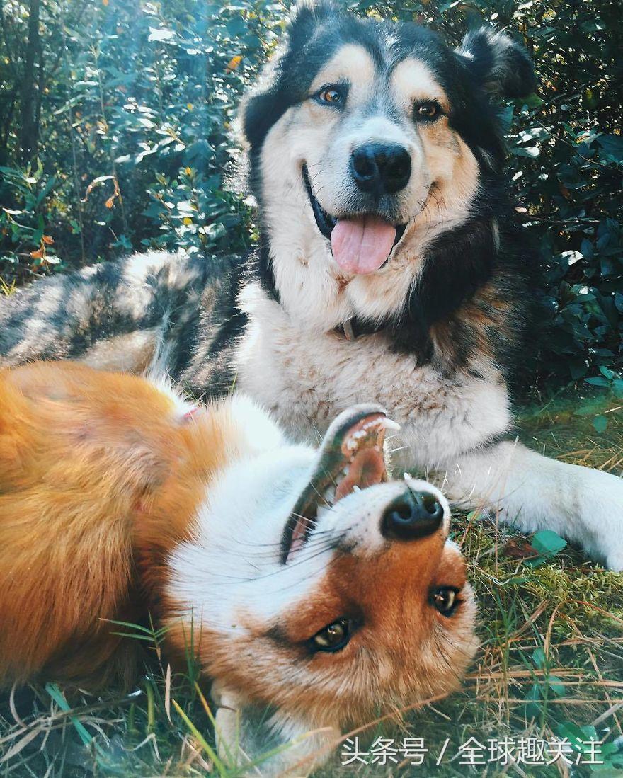 长得像狐狸的狗到底好不好养？