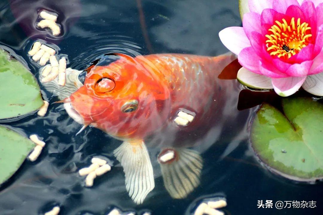 金鱼喂面包真的会撑死吗？